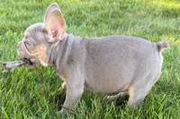 Eddie, a male French Bulldog for sale in Sturgis, MI – 6 of 9