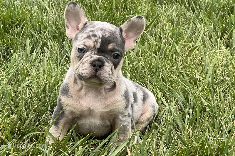 Ethel – French Bulldog puppy for sale in Sturgis, MI