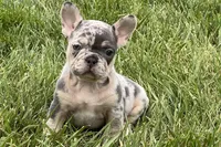 Ethel, a female French Bulldog for sale in Sturgis, MI – 1 of 9