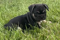 Grumpy, a male French Bulldog for sale in Sturgis, MI – 9 of 9
