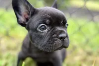 Clover, a female French Bulldog for sale in Sturgis, MI – 1 of 9