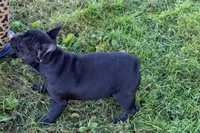 Paula , a female French Bulldog for sale in Sturgis, MI – 5 of 10