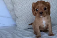 Sally, a female Cavalier King Charles Spaniel for sale in Sturgis, MI – 8 of 9