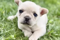 Skye , a female French Bulldog for sale in Sturgis, MI – 3 of 9