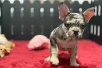 Zina , a female French Bulldog for sale in Sturgis, MI – 3 of 10