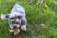 Korsak , a male French Bulldog for sale in Sturgis, MI – 5 of 10
