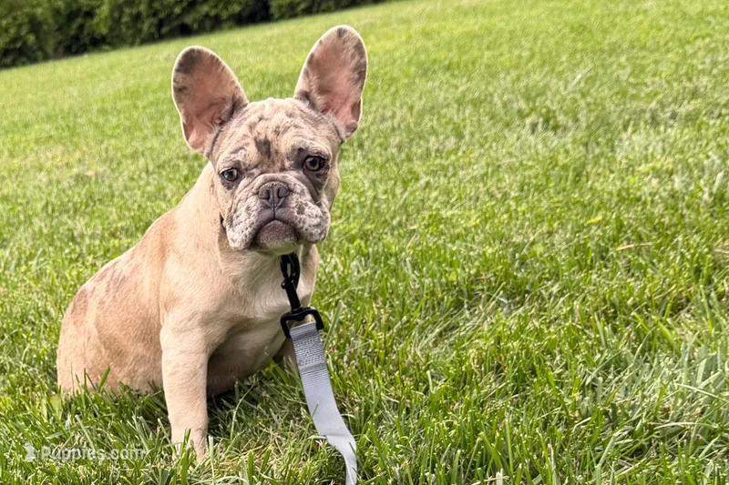 Gizmo – French Bulldog puppy for sale in Sturgis, MI