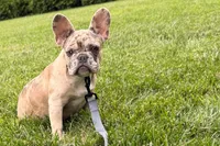 Gizmo, a male French Bulldog for sale in Sturgis, MI – 1 of 10