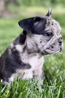 Ginger, a female French Bulldog for sale in Sturgis, MI – 8 of 10