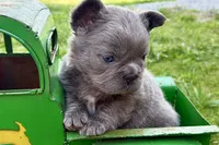 Star, a female French Bulldog for sale in Sturgis, MI – 3 of 9