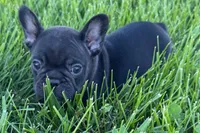 Pearl, a female French Bulldog for sale in Sturgis, MI – 2 of 7