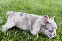 Gizmo, a male French Bulldog for sale in Sturgis, MI – 2 of 10