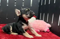 Zion , a male French Bulldog for sale in Sturgis, MI – 6 of 10