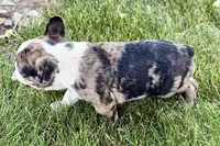Rebel, a male Frenchton for sale in Sturgis, MI – 8 of 10