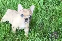 Velma , a female Frenchton for sale in Sturgis, MI – 2 of 8
