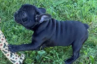 Pearl, a female French Bulldog for sale in Sturgis, MI – 5 of 10