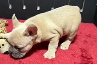 Luke, a  French Bulldog for sale in Sturgis, MI – 5 of 10