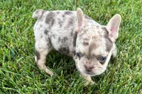 Kara, a female French Bulldog for sale in Sturgis, MI – 9 of 10