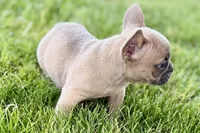 Bailey, a female French Bulldog for sale in Sturgis, MI – 8 of 9
