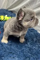 Frankie, a male French Bulldog for sale in Sturgis, MI – Photo 3 of 9