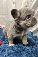 Frankie, a male French Bulldog for sale in Sturgis, MI – Photo 2 of 9