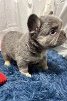 Frankie, a male French Bulldog for sale in Sturgis, MI – Photo 9 of 9