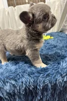 Frankie, a male French Bulldog for sale in Sturgis, MI – Photo 7 of 9