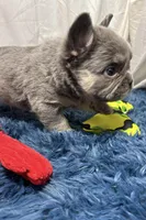 Frankie, a male French Bulldog for sale in Sturgis, MI – Photo 8 of 9