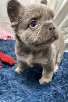 Frankie, a male French Bulldog for sale in Sturgis, MI – Photo 1 of 9