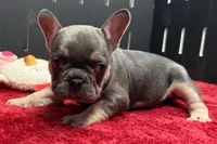 Xyla , a female French Bulldog for sale in Sturgis, MI – 3 of 6