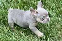Eddie, a male French Bulldog for sale in Sturgis, MI – 9 of 9