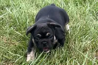 Grumpy, a male French Bulldog for sale in Sturgis, MI – 2 of 9
