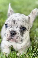 Gizmo, a male French Bulldog for sale in Sturgis, MI – 1 of 10