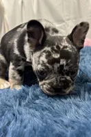 Ginger, a female French Bulldog for sale in Sturgis, MI – Photo 3 of 8