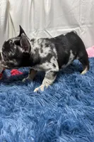 Ginger, a female French Bulldog for sale in Sturgis, MI – Photo 4 of 8