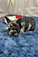 Ginger, a female French Bulldog for sale in Sturgis, MI – Photo 8 of 8
