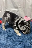 Ginger, a female French Bulldog for sale in Sturgis, MI – Photo 7 of 8