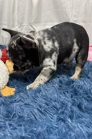 Ginger, a female French Bulldog for sale in Sturgis, MI – Photo 5 of 8