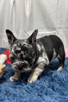 Ginger, a female French Bulldog for sale in Sturgis, MI – Photo 2 of 8