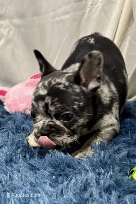 Ginger – French Bulldog puppy for sale in Sturgis, MI