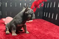 Xander, a male French Bulldog for sale in Sturgis, MI – 10 of 10