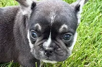 Marshall, a male French Bulldog for sale in Sturgis, MI – 2 of 10