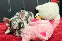 Zippy , a male French Bulldog for sale in Sturgis, MI – 5 of 6