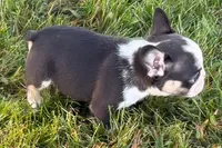 Clark, a male French Bulldog for sale in Sturgis, MI – 4 of 9