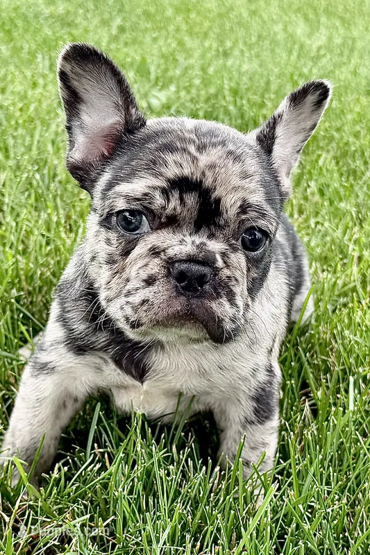 Upton – French Bulldog puppy for sale in Sturgis, MI