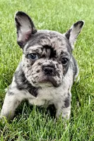 Upton, a male French Bulldog for sale in Sturgis, MI – 1 of 10