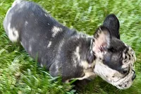Ginger, a female French Bulldog for sale in Sturgis, MI – 5 of 8
