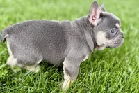 Denver, a male French Bulldog for sale in Sturgis, MI – 3 of 10