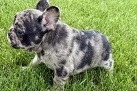 Upton, a male French Bulldog for sale in Sturgis, MI – 6 of 10