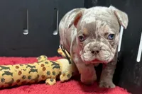Lou, a  French Bulldog for sale in Sturgis, MI – 4 of 10